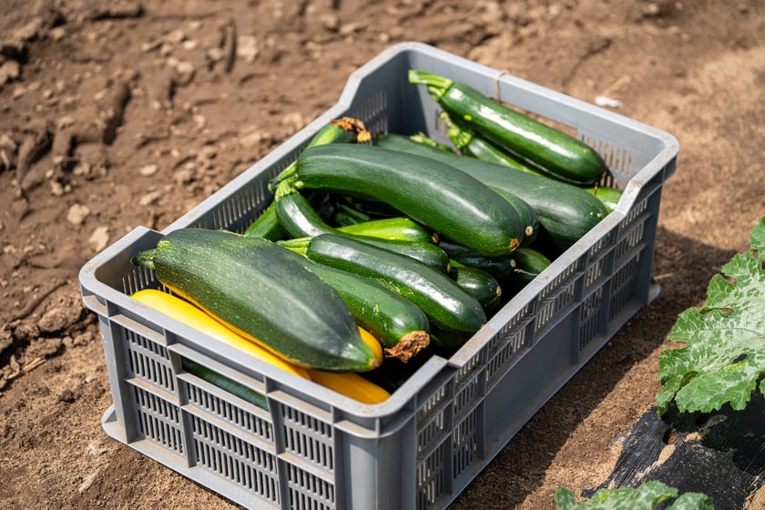 Miejska Farma Wrocławia